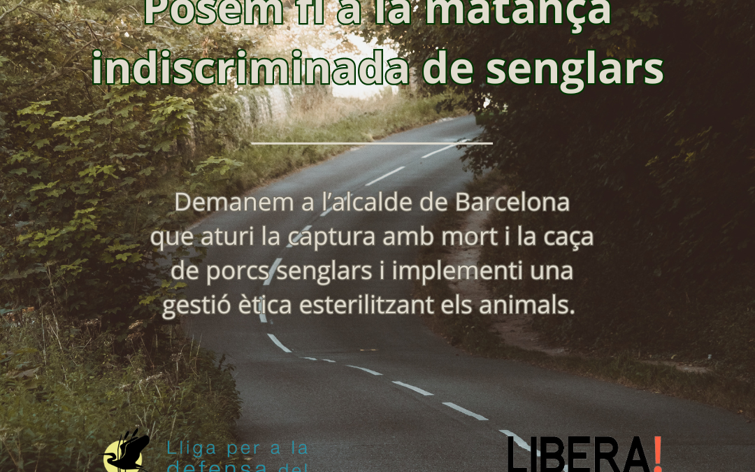 LIBERA! y DEPANA reclaman urgentemente al Ajuntament de Barcelona una gestión ética de la población de los jabalíes y que pare la captura con sacrificio y la caza