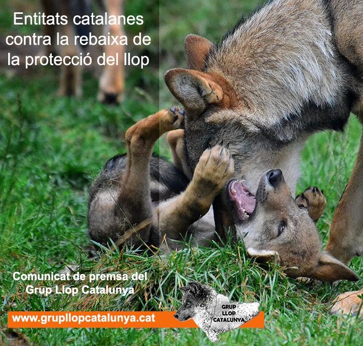 Entidades catalanas contra la rebaja de la protección del lobo